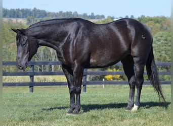 American Quarter Horse, Wallach, 11 Jahre, 152 cm, Rappe