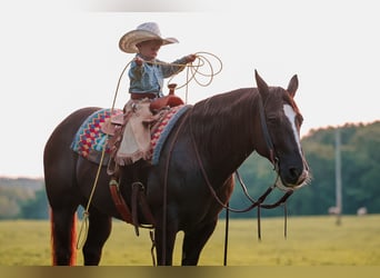 American Quarter Horse, Wallach, 11 Jahre, 152 cm, Rappe