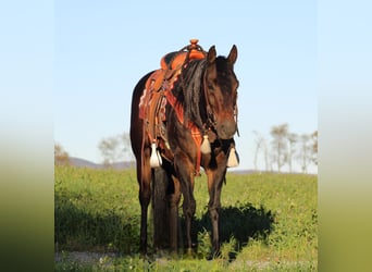 American Quarter Horse, Wallach, 11 Jahre, 152 cm, Rappe