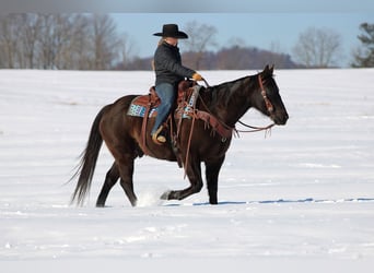 American Quarter Horse, Wallach, 11 Jahre, 152 cm, Rappe
