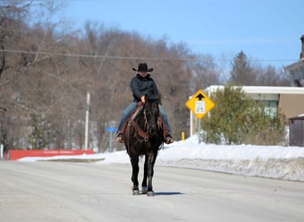 American Quarter Horse, Wallach, 11 Jahre, 152 cm, Rappe