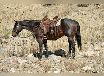 American Quarter Horse, Wallach, 11 Jahre, 152 cm, Roan-Bay