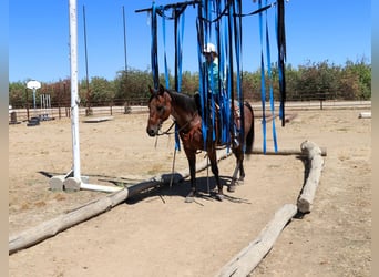 American Quarter Horse, Wallach, 11 Jahre, 152 cm, Roan-Bay