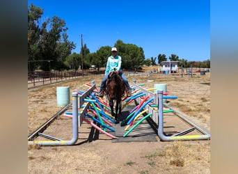 American Quarter Horse, Wallach, 11 Jahre, 152 cm, Roan-Bay