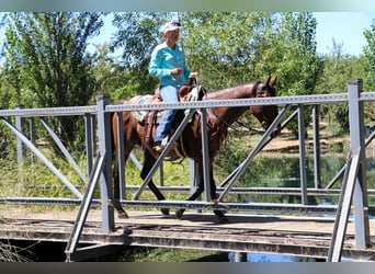 American Quarter Horse, Wallach, 11 Jahre, 152 cm, Roan-Bay