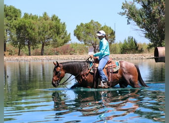 American Quarter Horse, Wallach, 11 Jahre, 152 cm, Roan-Bay