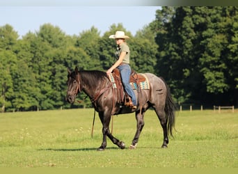American Quarter Horse, Wallach, 11 Jahre, 152 cm, Roan-Blue