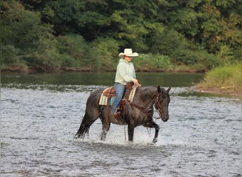 American Quarter Horse, Wallach, 11 Jahre, 152 cm, Roan-Blue