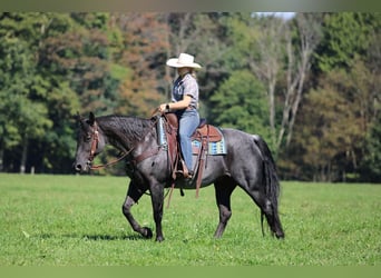 American Quarter Horse, Wallach, 11 Jahre, 152 cm, Roan-Blue
