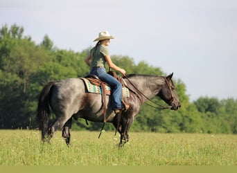 American Quarter Horse, Wallach, 11 Jahre, 152 cm, Roan-Blue