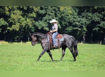 American Quarter Horse, Wallach, 11 Jahre, 152 cm, Roan-Blue