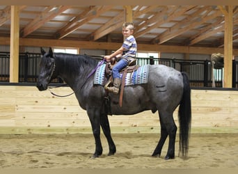 American Quarter Horse, Wallach, 11 Jahre, 152 cm, Roan-Blue