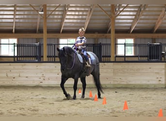 American Quarter Horse, Wallach, 11 Jahre, 152 cm, Roan-Blue