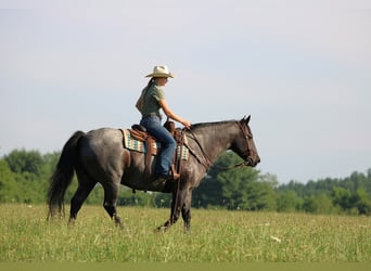 American Quarter Horse, Wallach, 11 Jahre, 152 cm, Roan-Blue