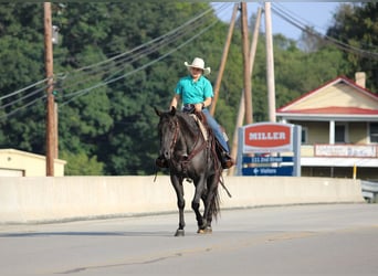American Quarter Horse, Wallach, 11 Jahre, 152 cm, Roan-Blue