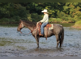 American Quarter Horse, Wallach, 11 Jahre, 152 cm, Roan-Blue