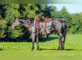 American Quarter Horse, Wallach, 11 Jahre, 152 cm, Roan-Blue