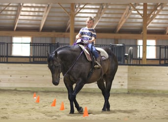 American Quarter Horse, Wallach, 11 Jahre, 152 cm, Roan-Blue