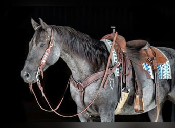 American Quarter Horse, Wallach, 11 Jahre, 152 cm, Roan-Blue