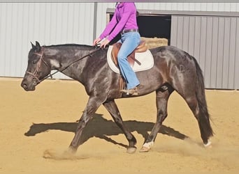 American Quarter Horse, Wallach, 11 Jahre, 152 cm, Roan-Blue