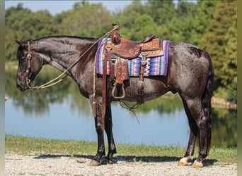 American Quarter Horse, Wallach, 11 Jahre, 152 cm, Roan-Blue