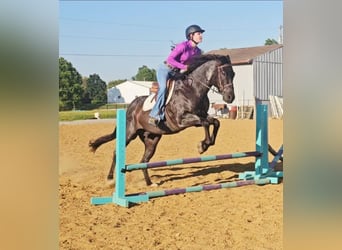 American Quarter Horse, Wallach, 11 Jahre, 152 cm, Roan-Blue