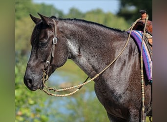 American Quarter Horse, Wallach, 11 Jahre, 152 cm, Roan-Blue