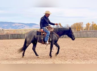 American Quarter Horse, Wallach, 11 Jahre, 152 cm, Roan-Blue