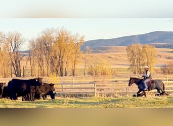 American Quarter Horse, Wallach, 11 Jahre, 152 cm, Roan-Blue