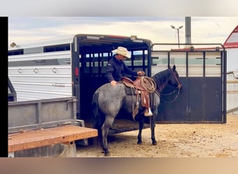 American Quarter Horse, Wallach, 11 Jahre, 152 cm, Roan-Blue