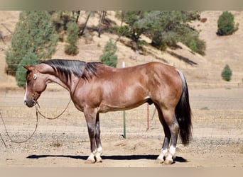 American Quarter Horse, Wallach, 11 Jahre, 152 cm, Roan-Red