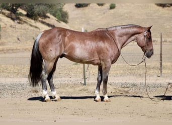 American Quarter Horse, Wallach, 11 Jahre, 152 cm, Roan-Red