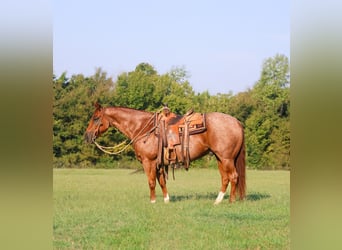 American Quarter Horse, Wallach, 11 Jahre, 152 cm, Roan-Red