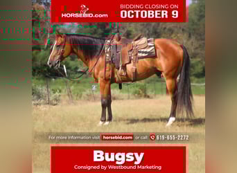 American Quarter Horse, Wallach, 11 Jahre, 152 cm, Rotbrauner