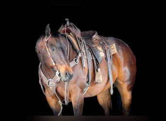 American Quarter Horse, Wallach, 11 Jahre, 152 cm, Rotbrauner