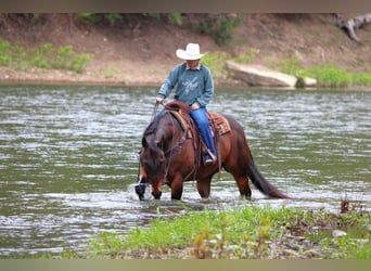 American Quarter Horse, Wallach, 11 Jahre, 152 cm, Rotbrauner