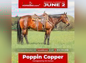 American Quarter Horse, Wallach, 11 Jahre, 152 cm, Rotbrauner