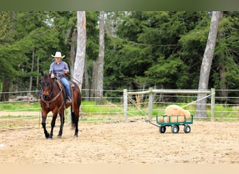 American Quarter Horse, Wallach, 11 Jahre, 152 cm, Rotbrauner