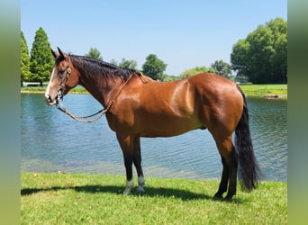 American Quarter Horse, Wallach, 11 Jahre, 152 cm, Rotbrauner