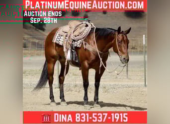 American Quarter Horse, Wallach, 11 Jahre, 152 cm, Rotbrauner