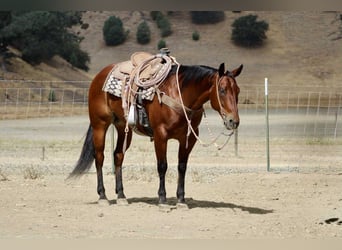American Quarter Horse, Wallach, 11 Jahre, 152 cm, Rotbrauner