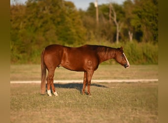 American Quarter Horse, Wallach, 11 Jahre, 152 cm, Rotfuchs