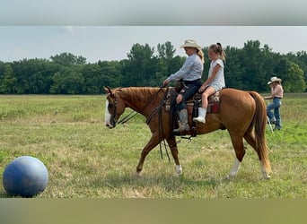 American Quarter Horse, Wallach, 11 Jahre, 152 cm, Rotfuchs