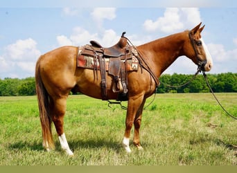 American Quarter Horse, Wallach, 11 Jahre, 152 cm, Rotfuchs