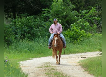 American Quarter Horse, Wallach, 11 Jahre, 152 cm, Rotfuchs