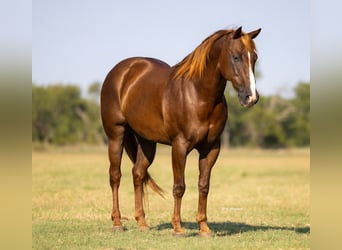 American Quarter Horse, Wallach, 11 Jahre, 152 cm, Rotfuchs