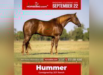 American Quarter Horse, Wallach, 11 Jahre, 152 cm, Rotfuchs