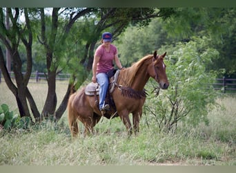 American Quarter Horse, Wallach, 11 Jahre, 152 cm, Rotfuchs