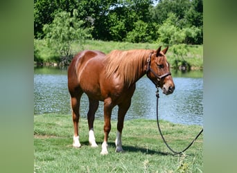 American Quarter Horse, Wallach, 11 Jahre, 152 cm, Rotfuchs