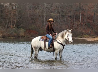 American Quarter Horse, Wallach, 11 Jahre, 152 cm, Schimmel